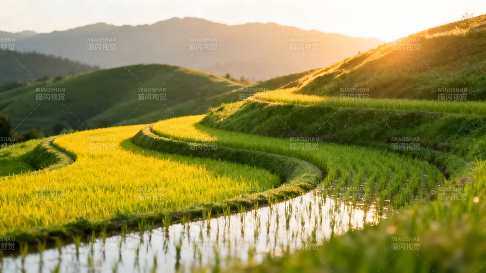 梯田晨曦图片