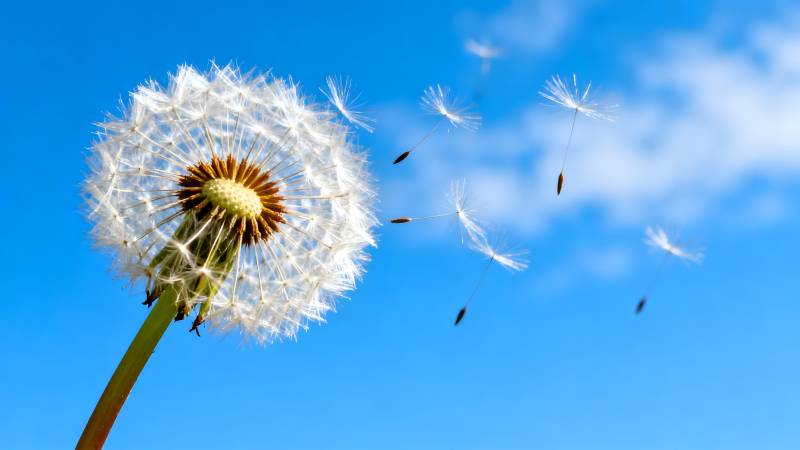 蒲公英随风飘散图片