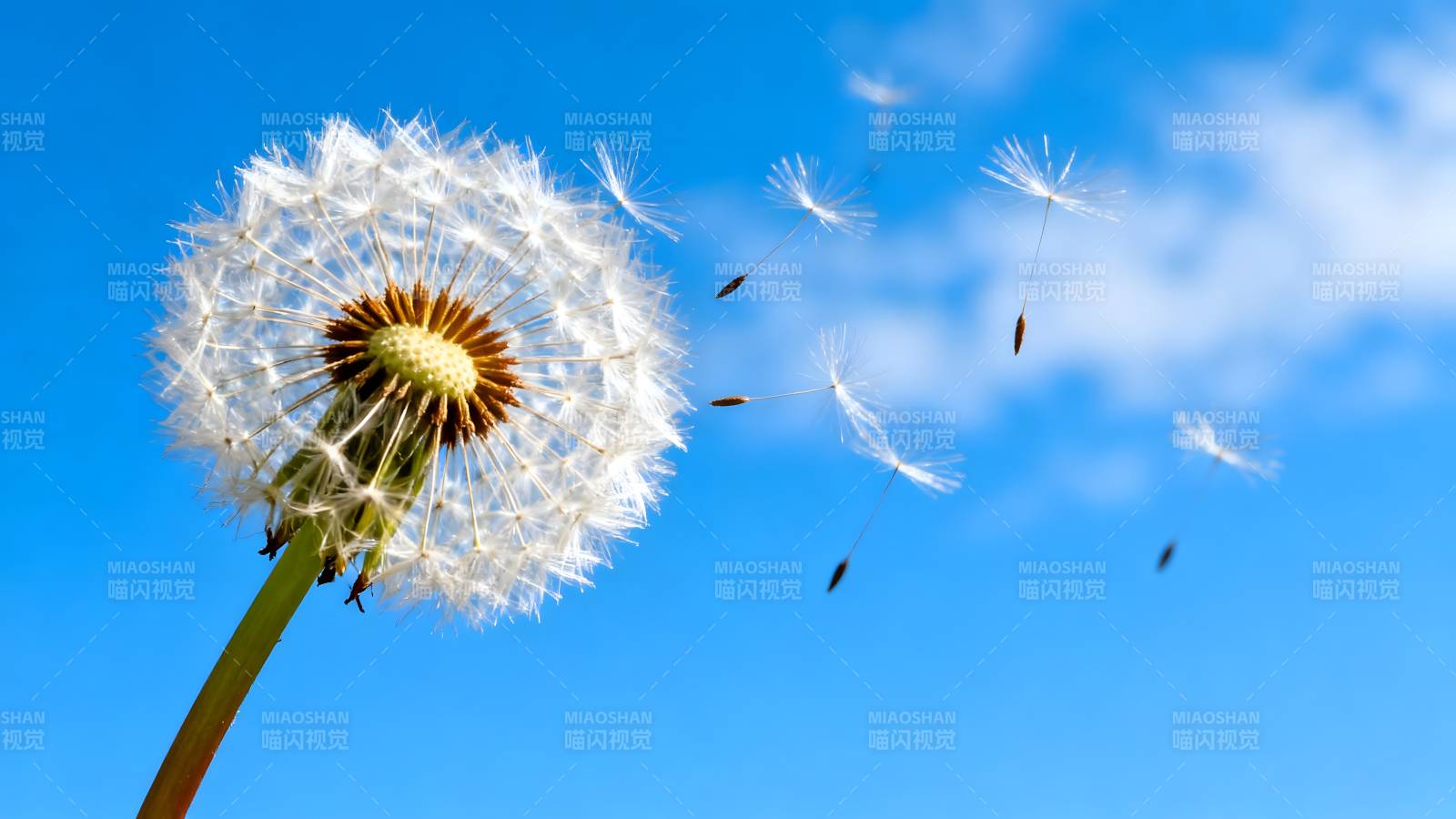 蒲公英随风飘散图片