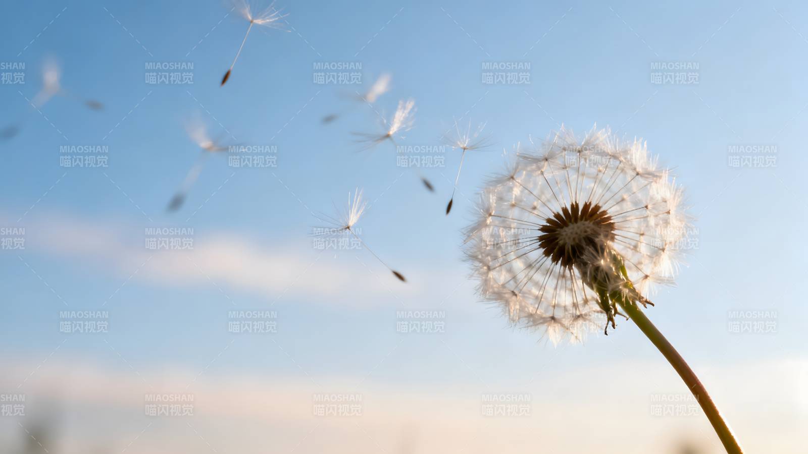 蒲公英随风飘散图片