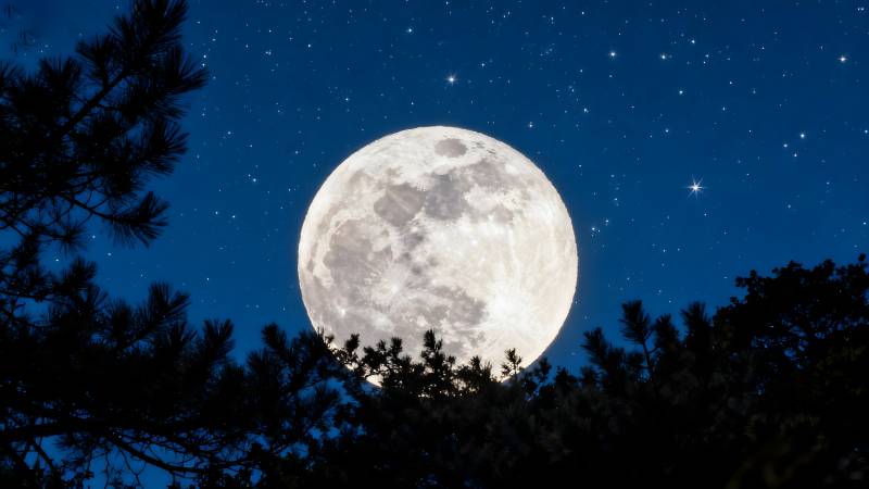 明月照林梢图片