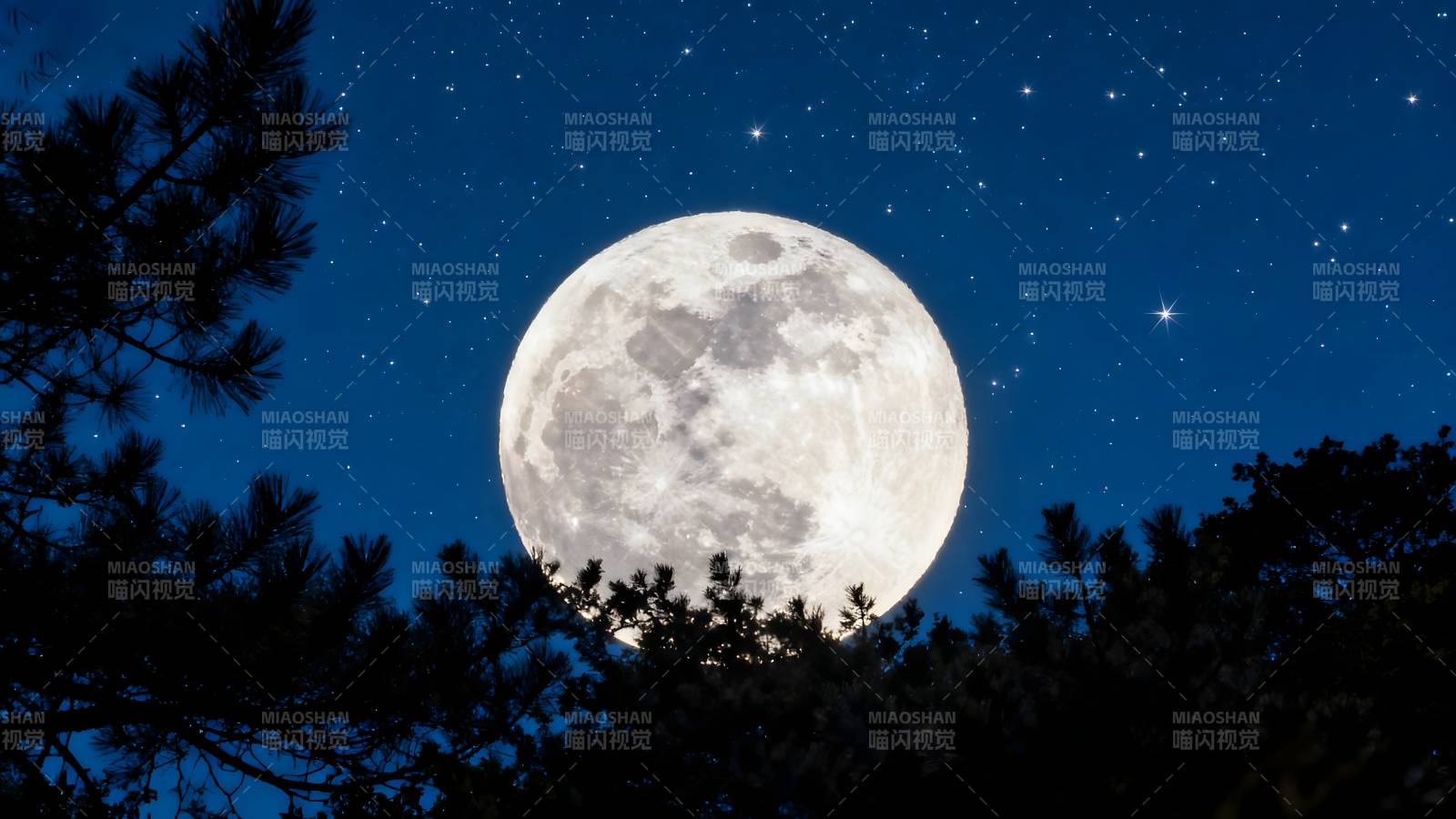 明月照林梢图片