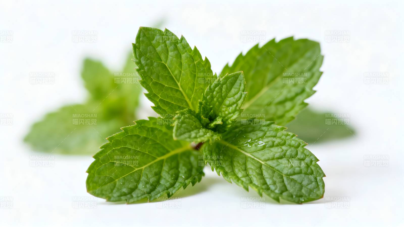 新鲜薄荷叶特写图片
