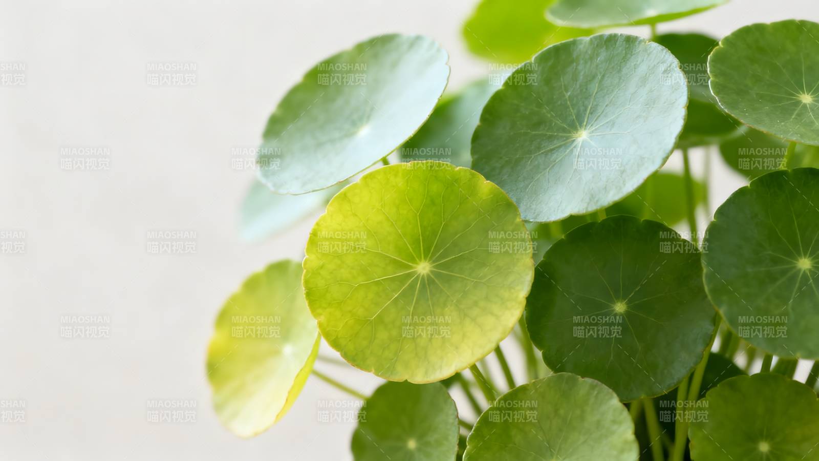 铜钱草绿意盎然图片