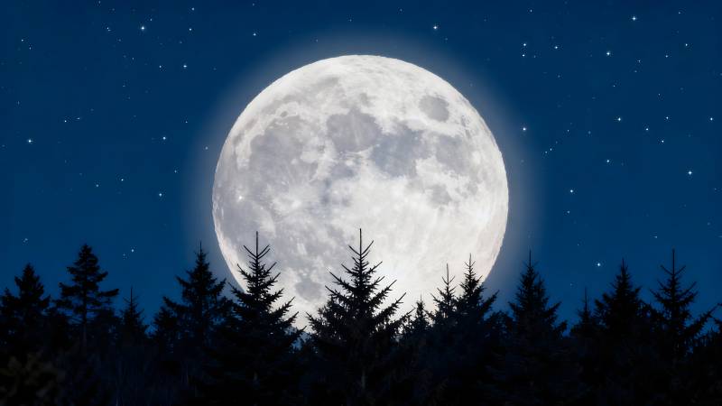 明月照林梢图片