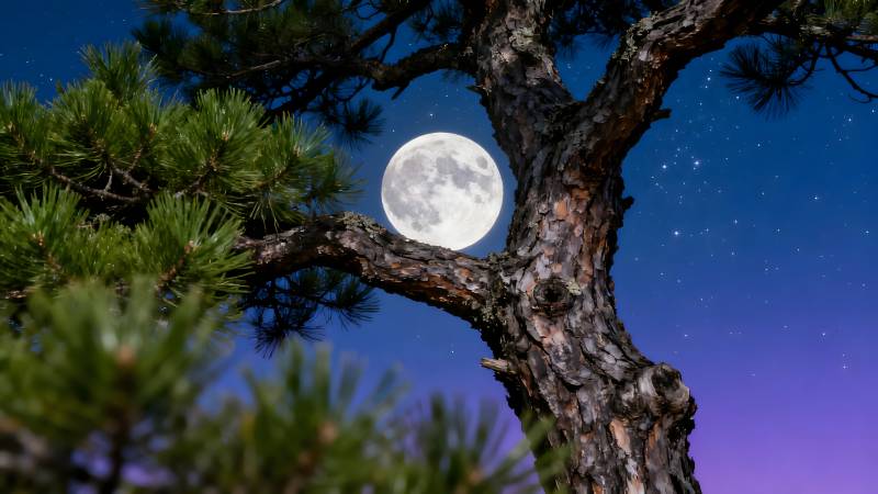 松枝映月夜图片