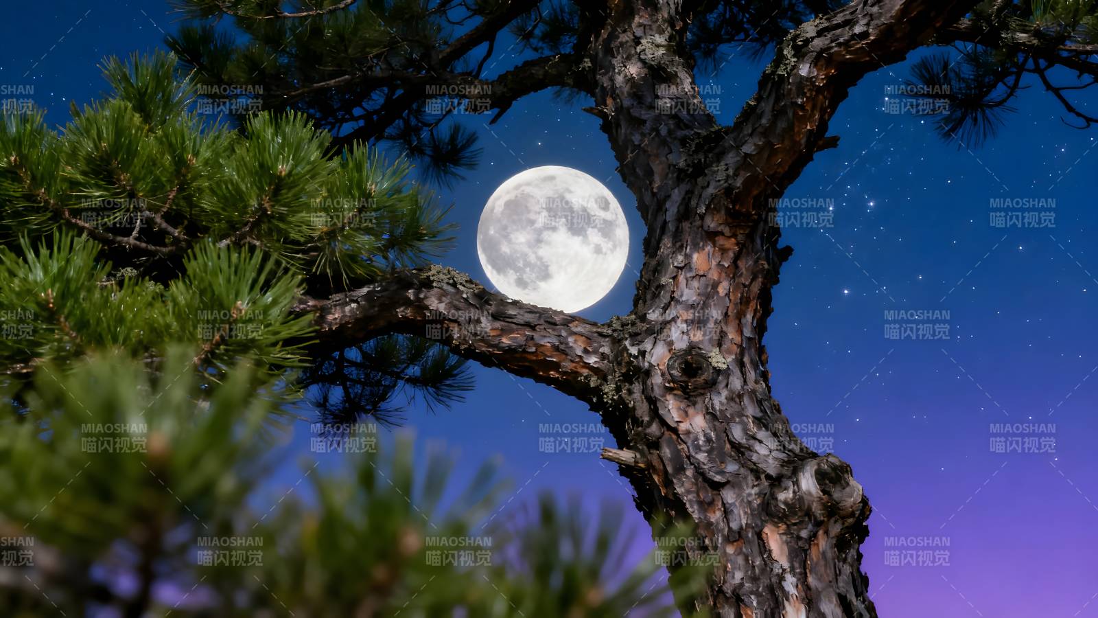 松枝映月夜图片