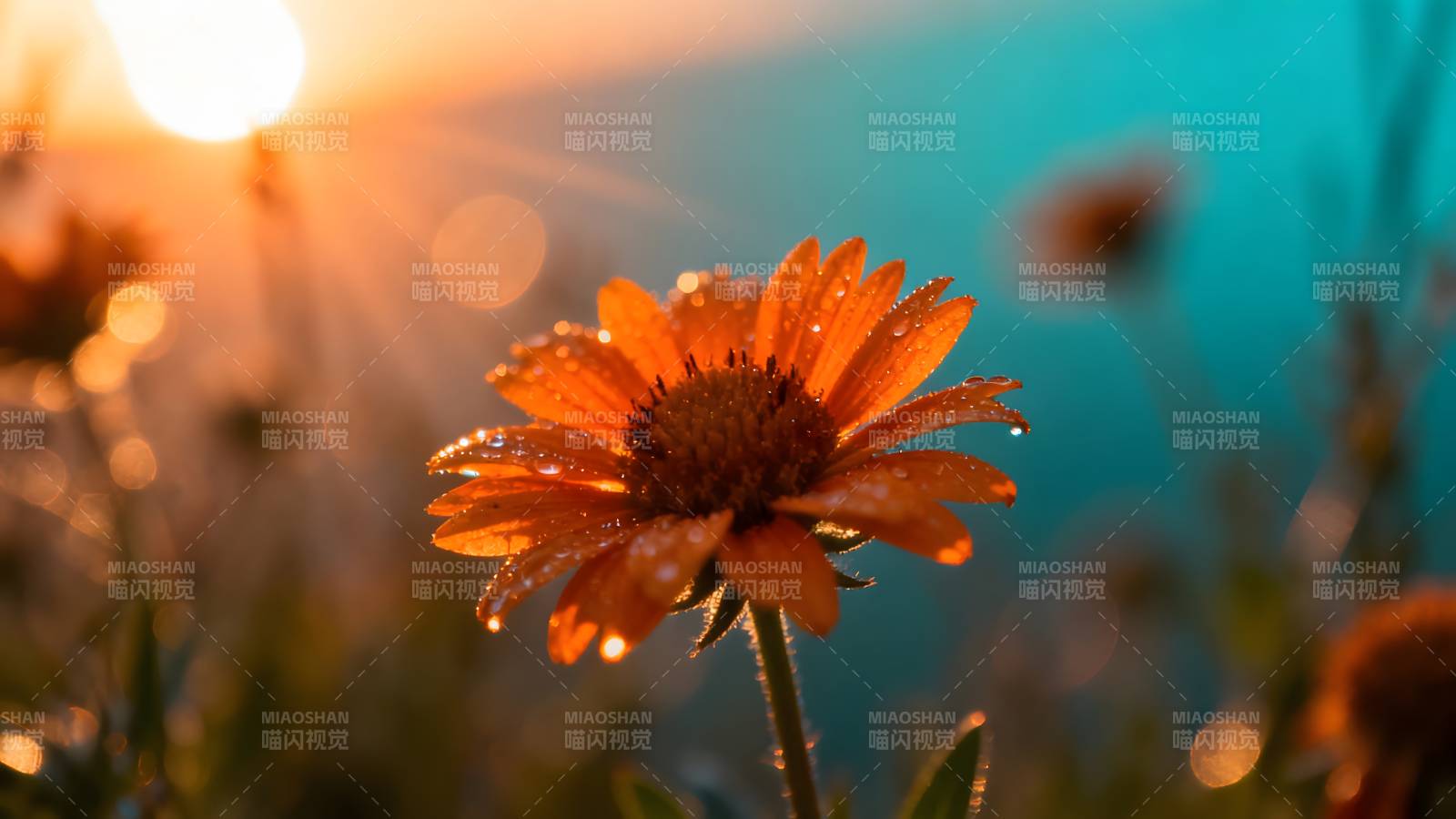 夕阳下的橙花图片