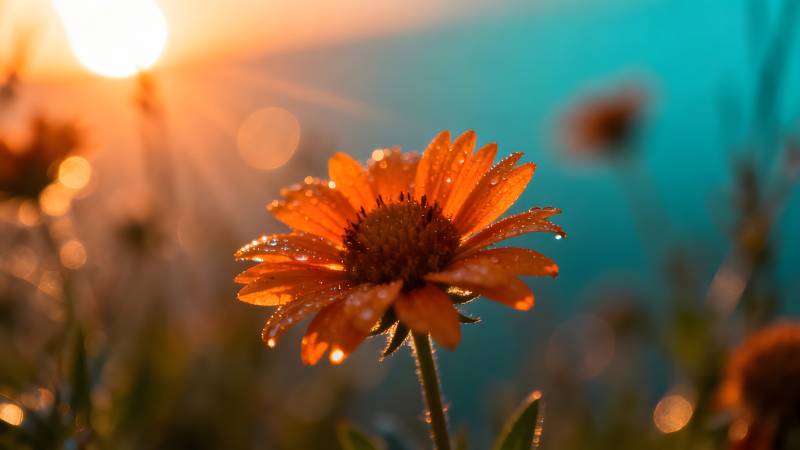 夕阳下的橙花图片