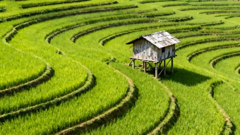 梯田上的小屋图片