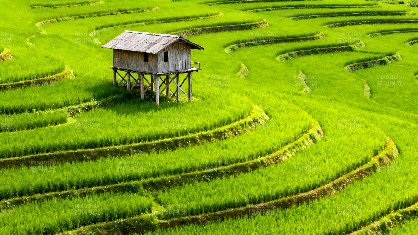 梯田上的小屋图片