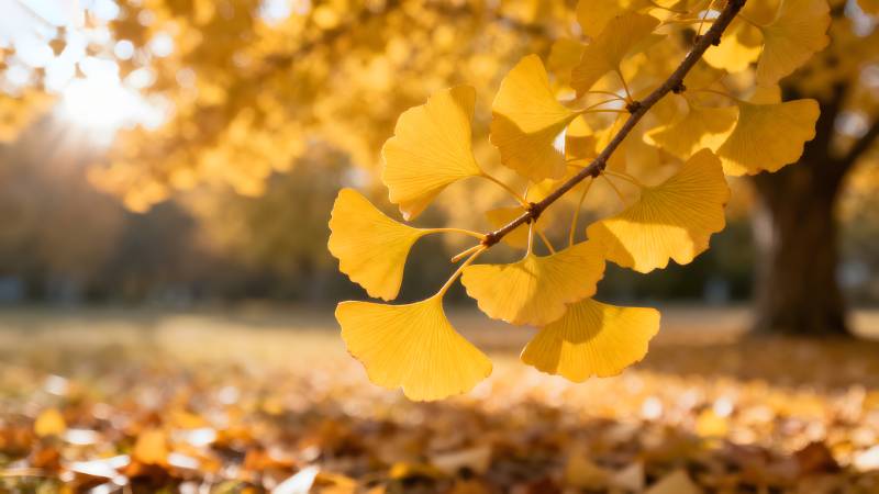 秋日银杏叶图片