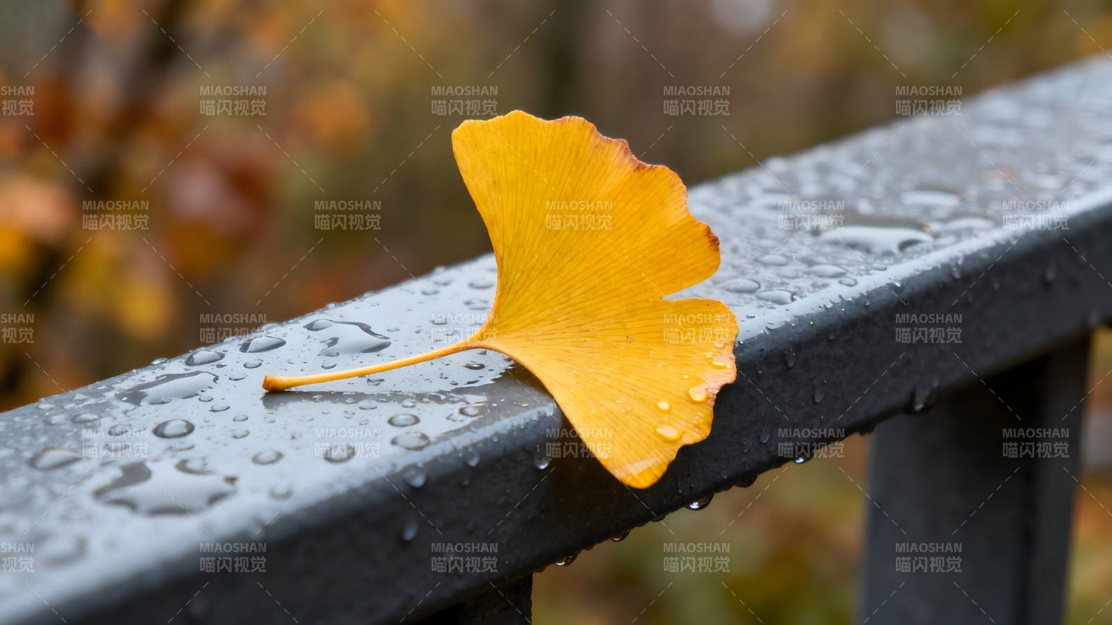 秋叶静卧栏杆上图片