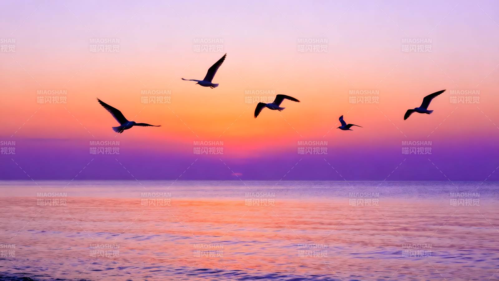 暮色海天飞鸟图片