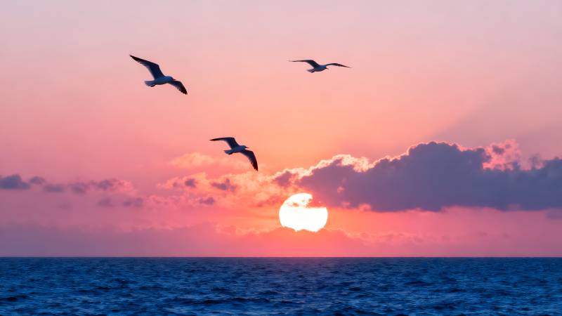 夕阳海鸥飞翔图片