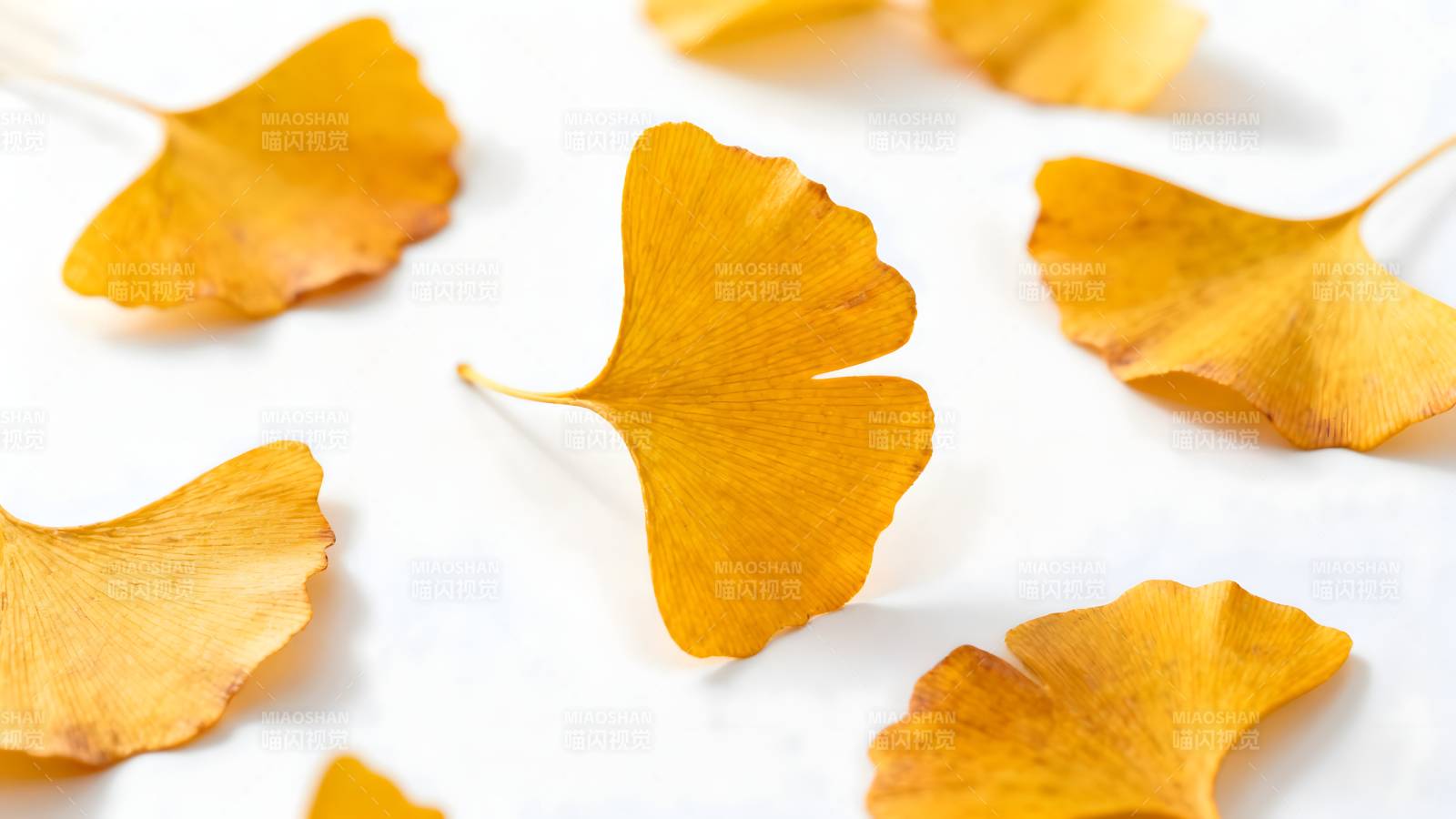 银杏叶秋意浓图片