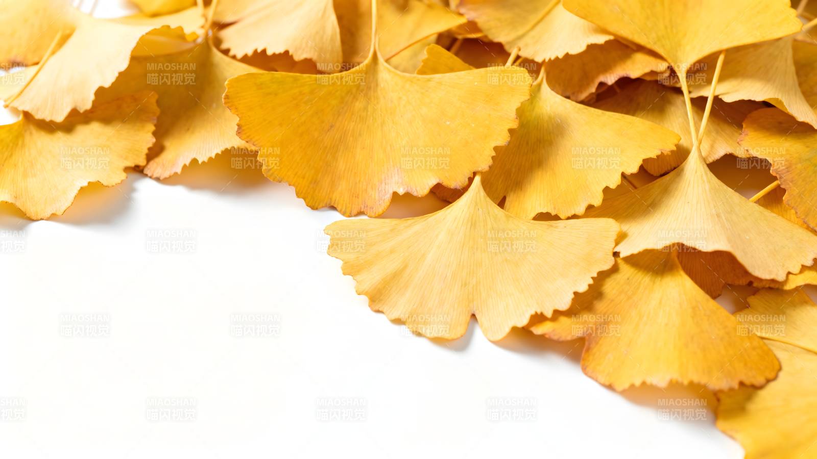 金秋银杏叶图片