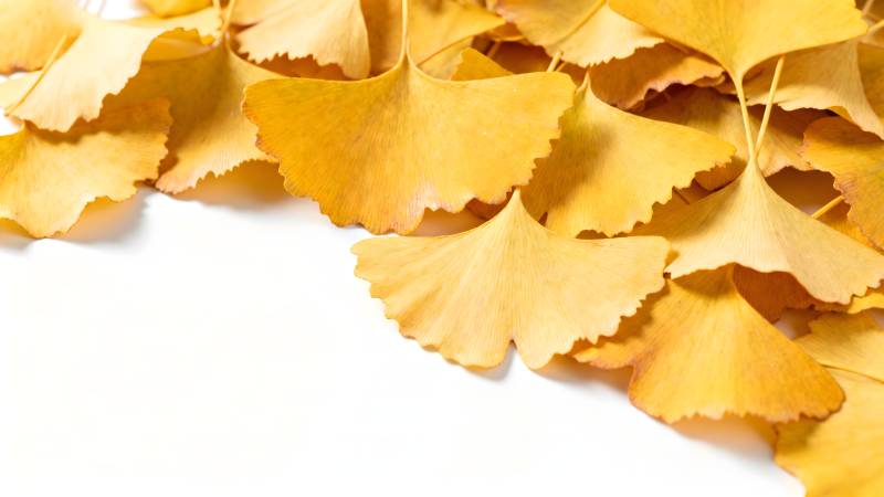 金秋银杏叶图片