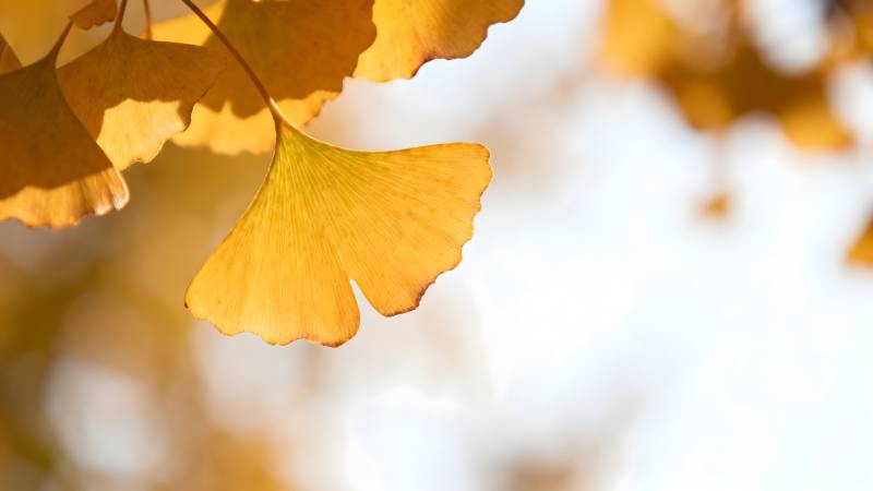 秋叶金黄 光影斑驳图片