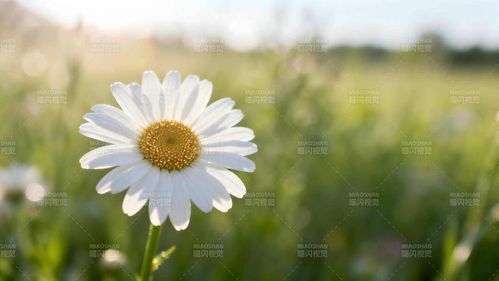 雏菊在风中绽放图片