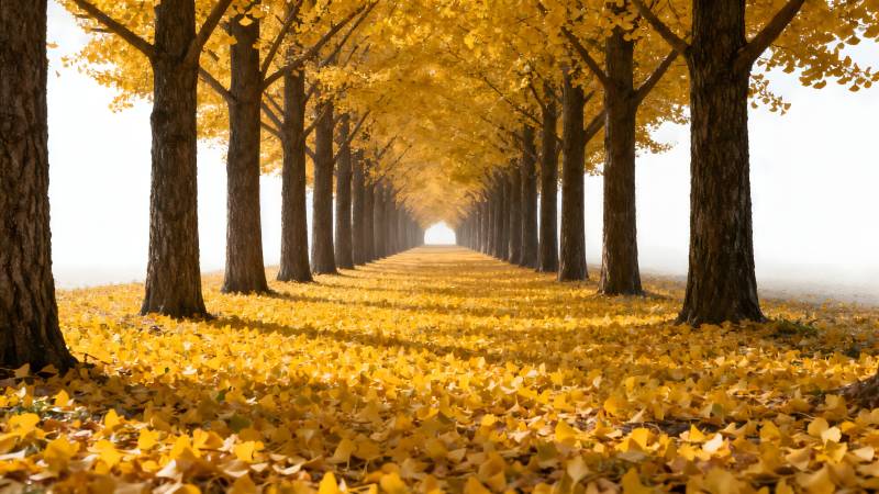 秋日林荫道图片