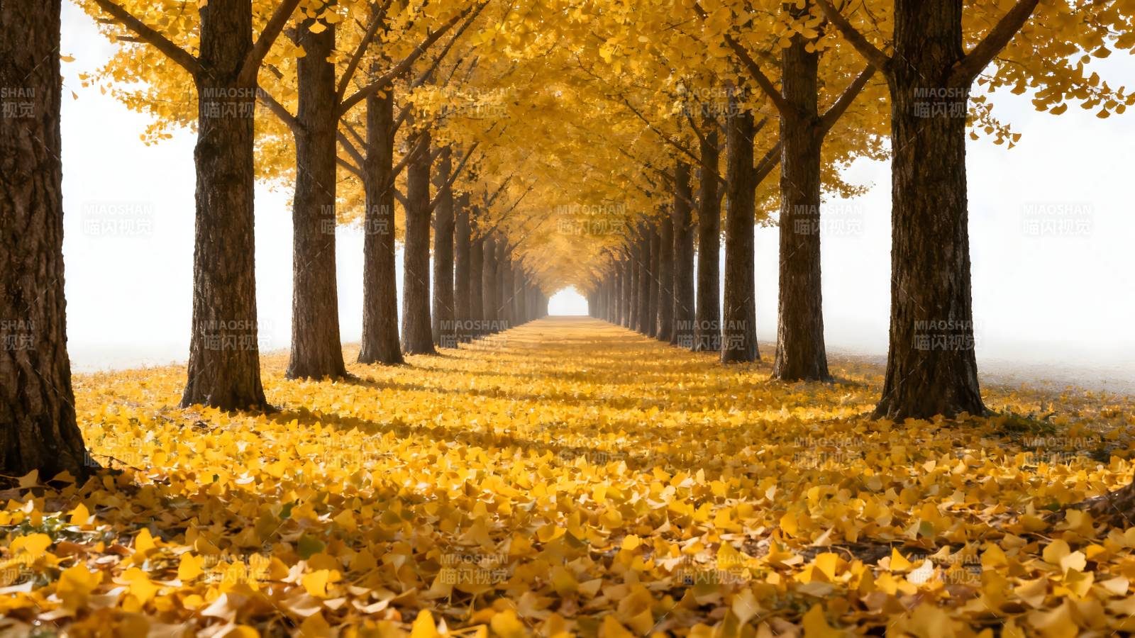 秋日林荫道图片