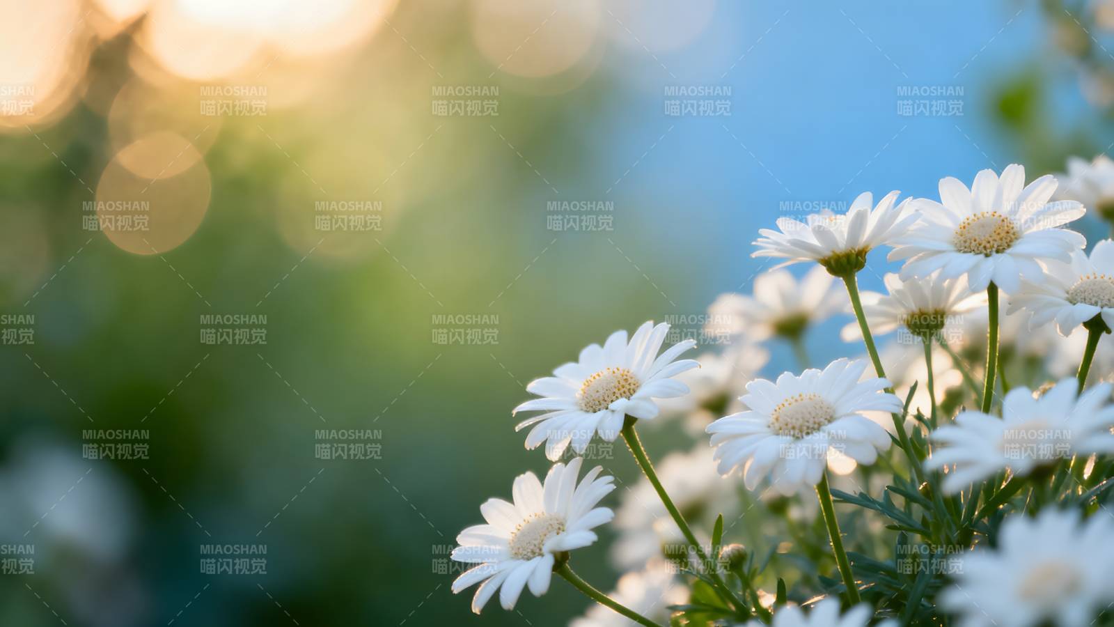 雏菊绽放 春意盎然图片