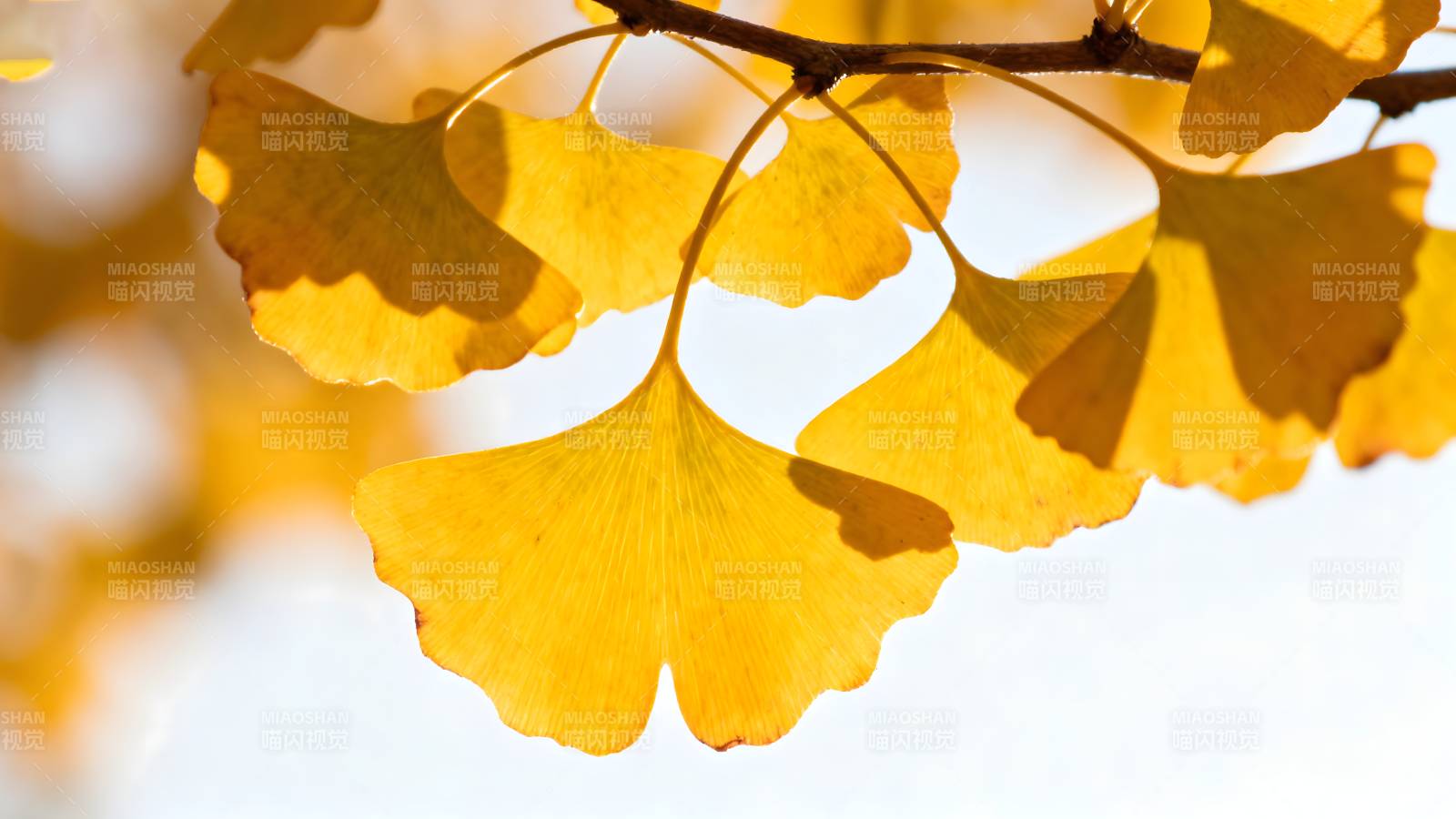 秋叶金黄 光影斑驳图片