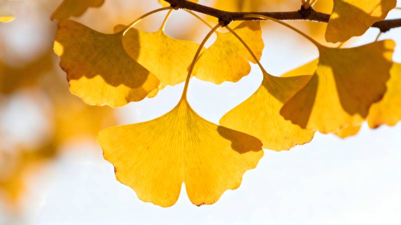 秋叶金黄 光影斑驳图片