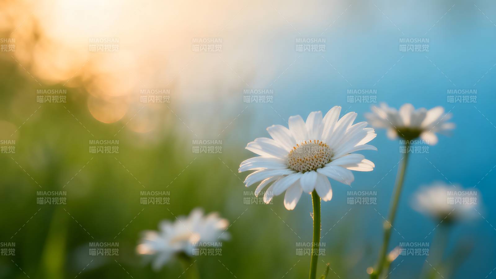 雏菊迎晨光图片