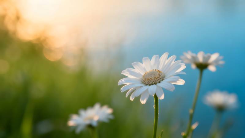 雏菊迎晨光图片