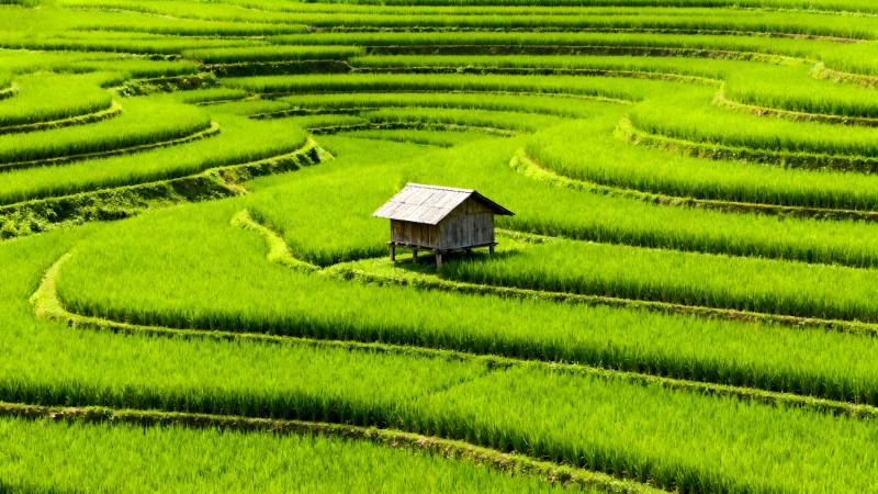 梯田上的小屋图片