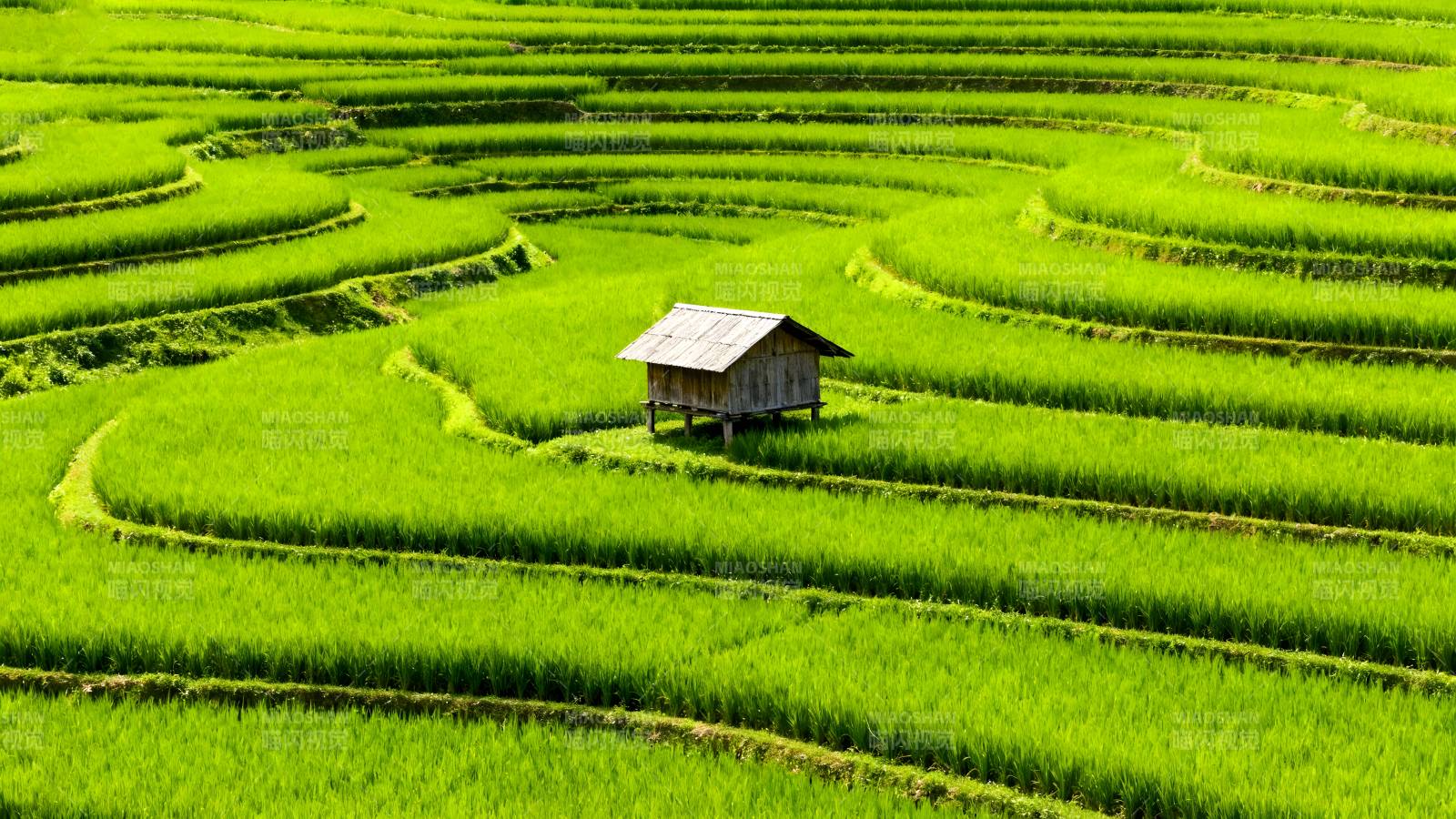 梯田上的小屋图片