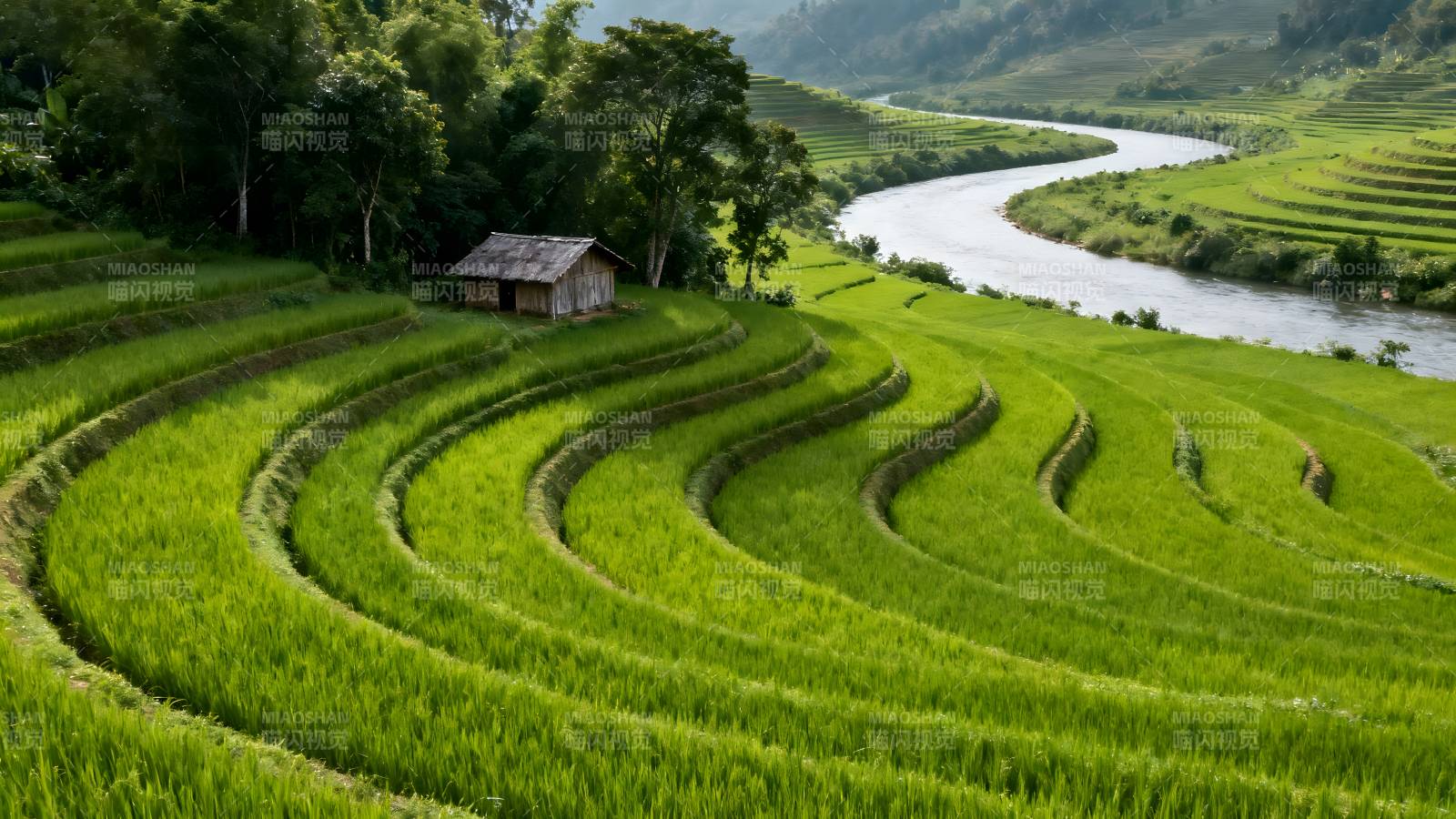 梯田绿意绕溪流图片