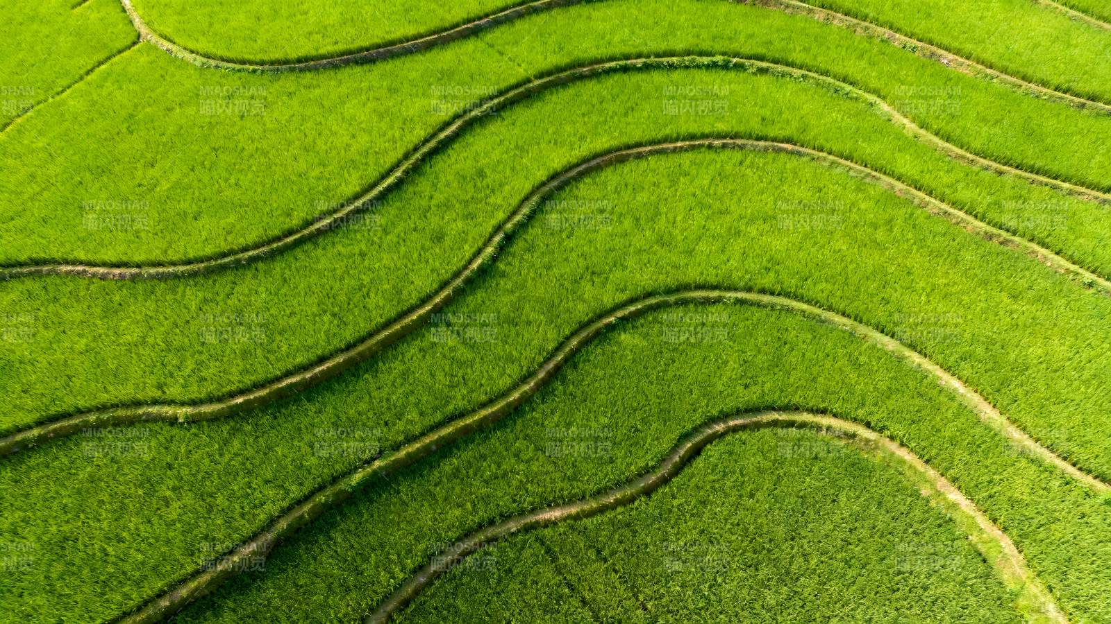 梯田绿浪图片