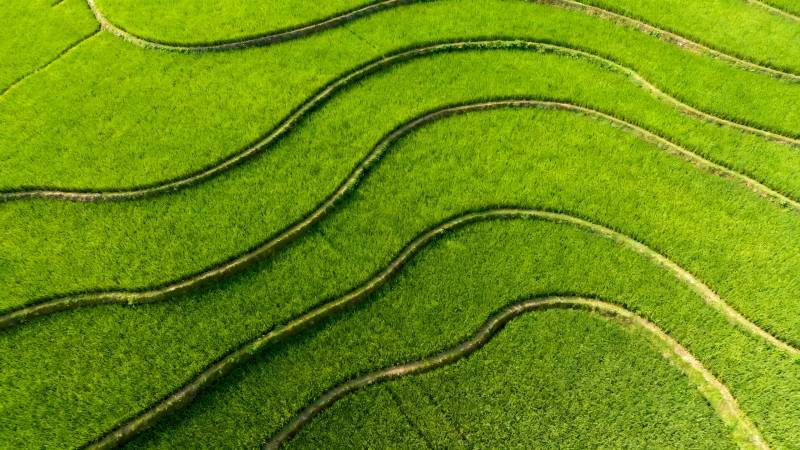 梯田绿浪图片