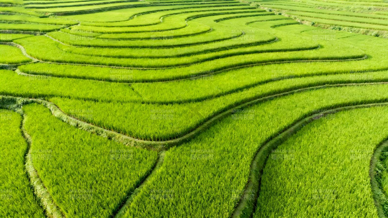 梯田绿浪图片
