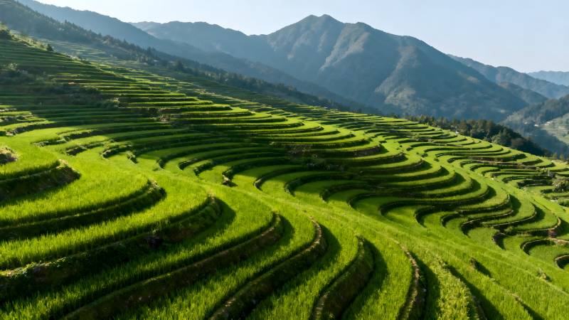 梯田绿浪山间图片