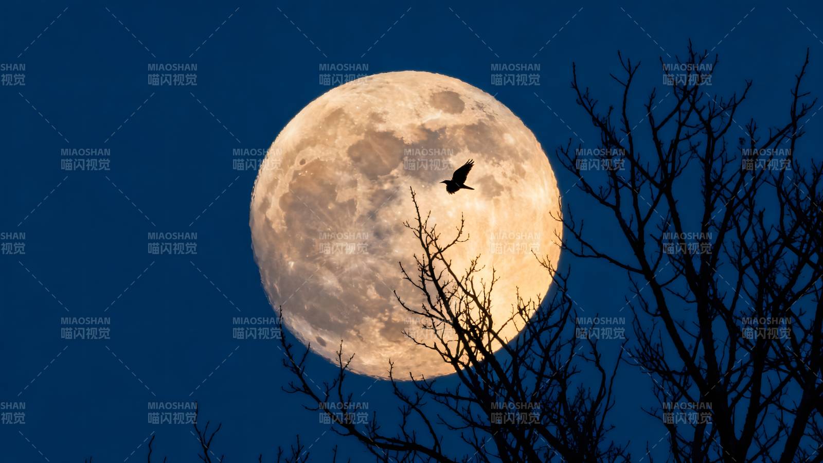 月夜飞鸟剪影图片