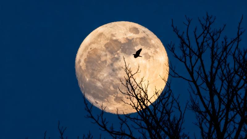 月夜飞鸟剪影图片