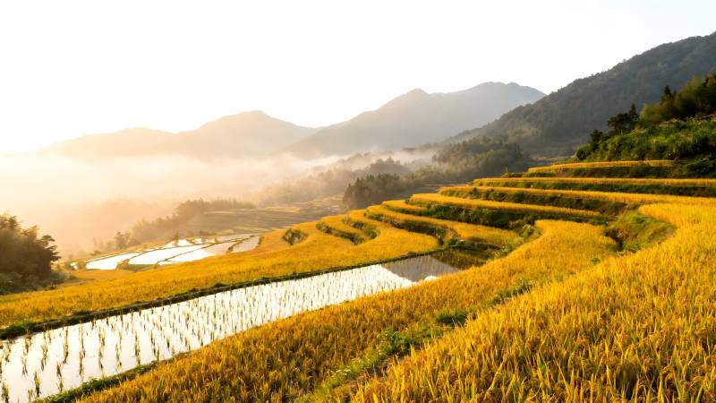 金秋梯田晨曦图片