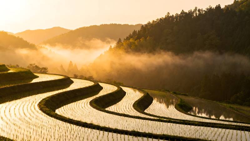 晨雾梯田美景图片