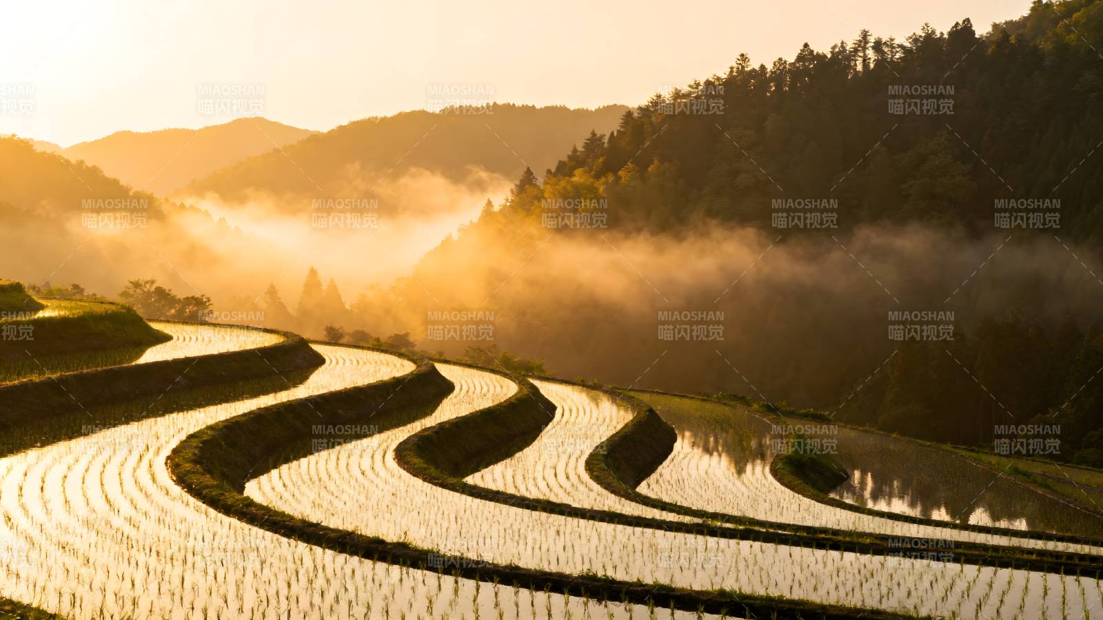 晨雾梯田美景图片