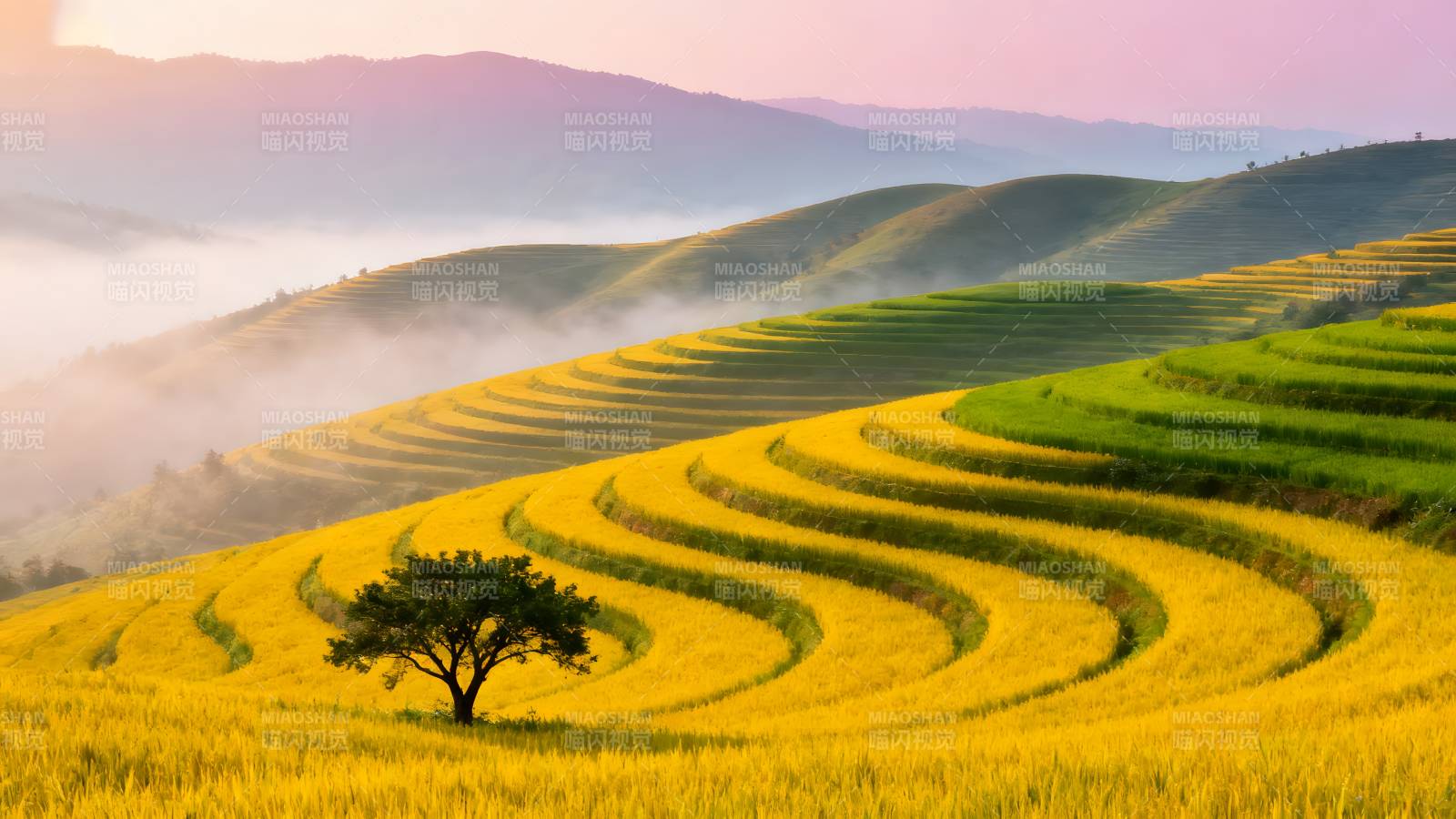 梯田晨曦图片