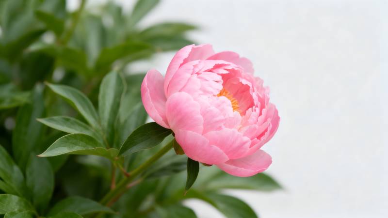 粉红牡丹绽放图片