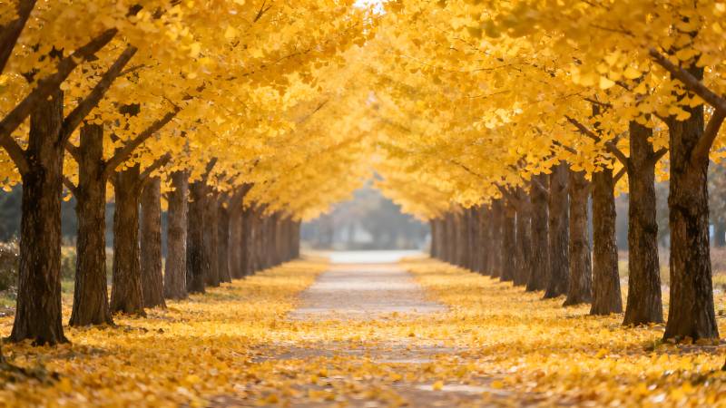 秋日金黄林荫道图片