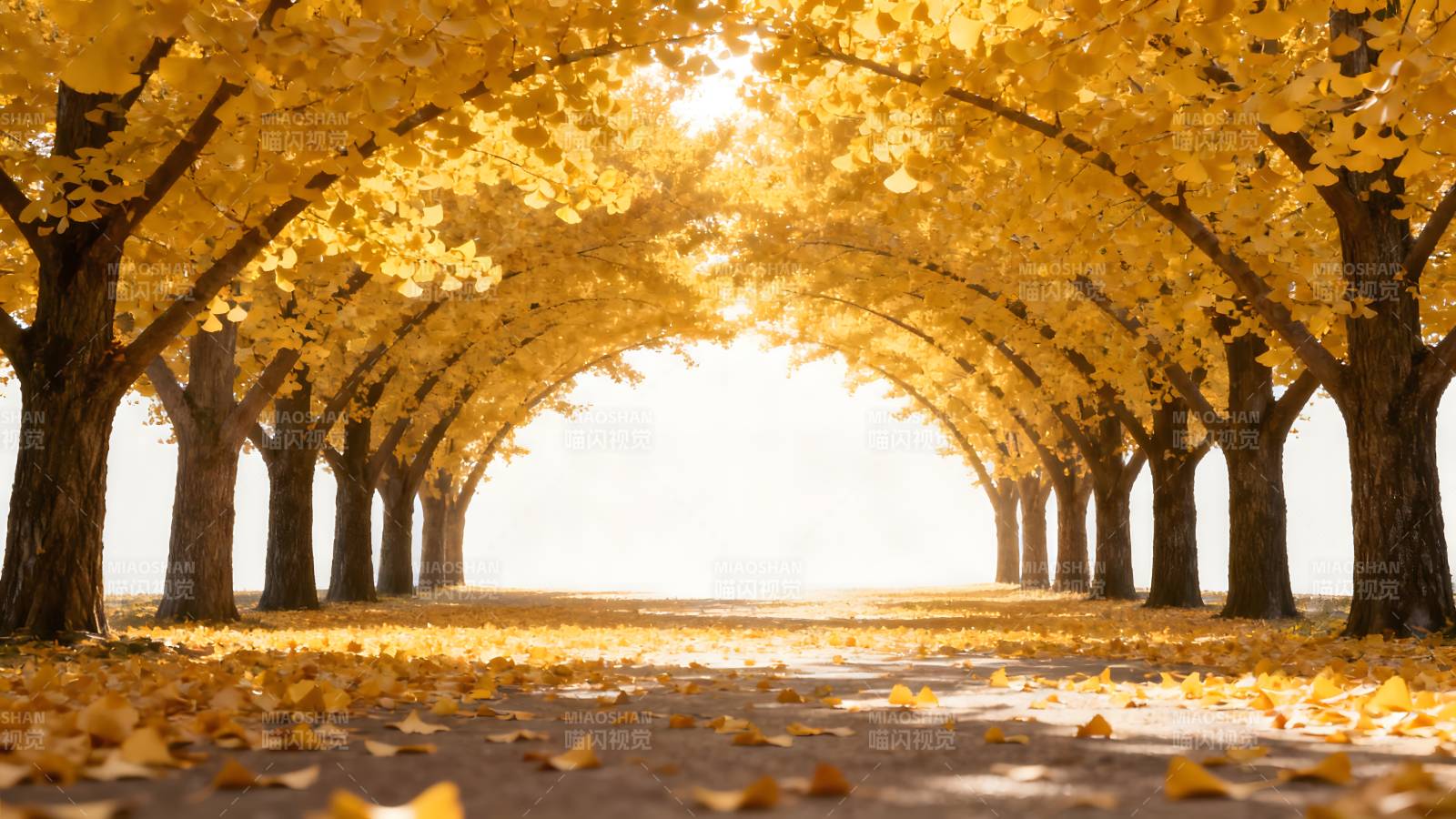 秋日金叶隧道图片