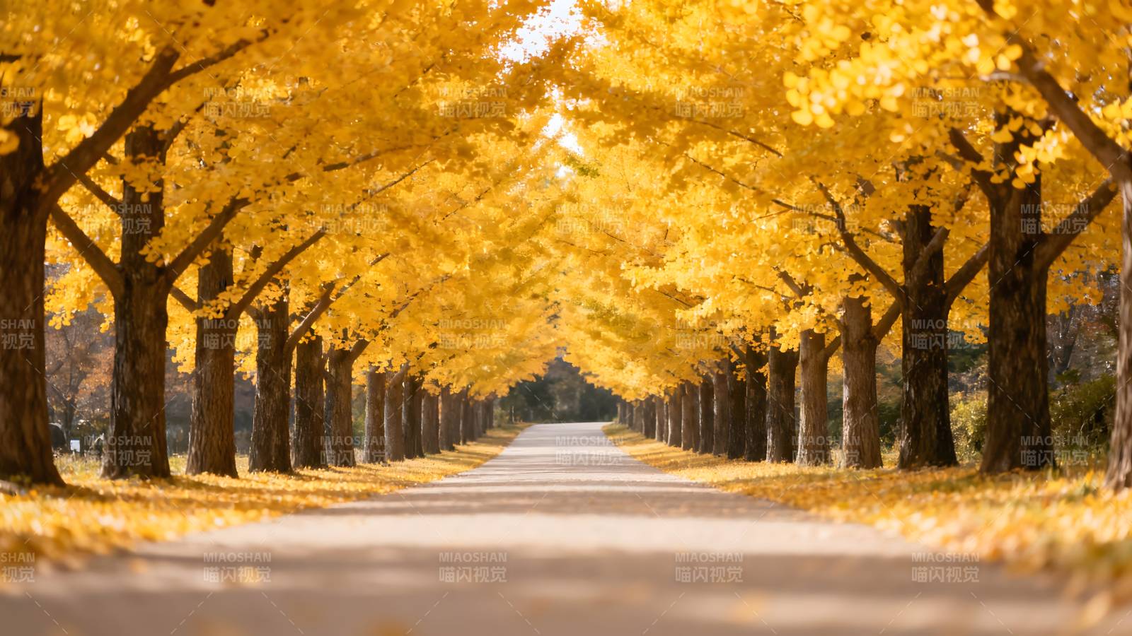金秋林荫道图片