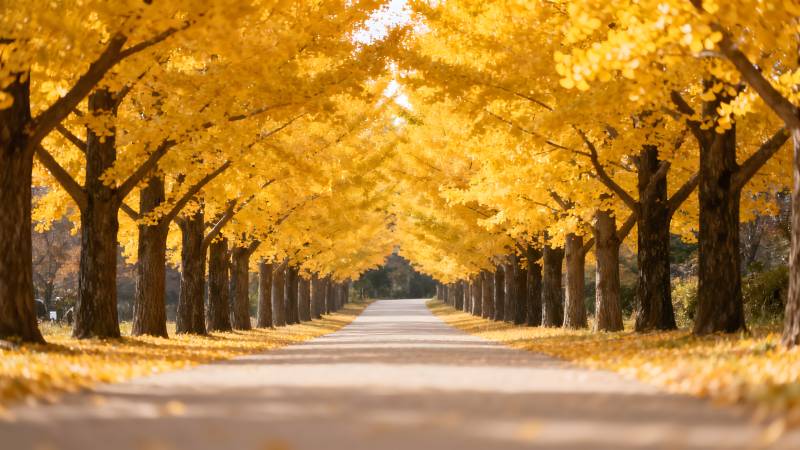金秋林荫道图片