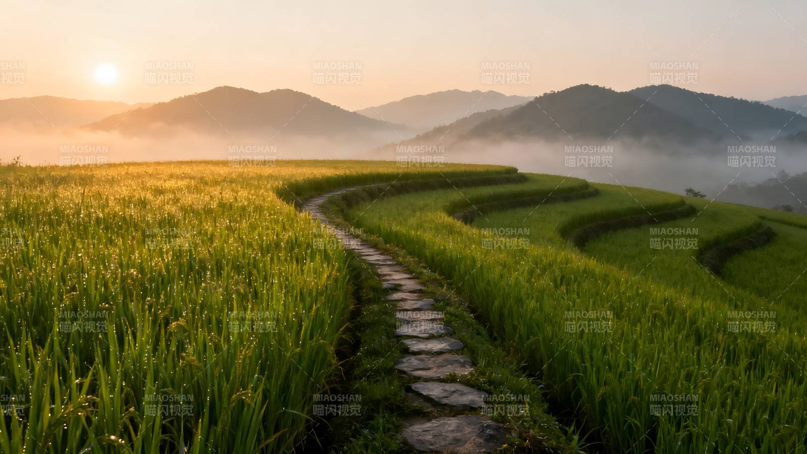 梯田晨曦小径图片